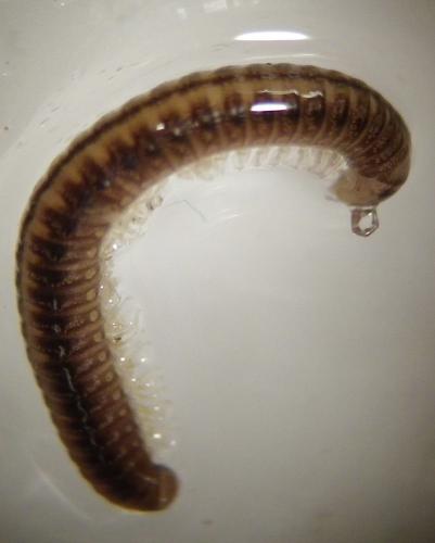 Brachyiulus sp.